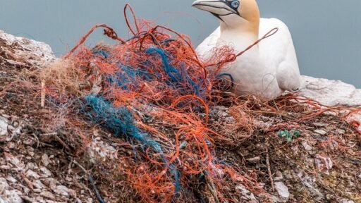 The Impact of Plastic Pollution on Marine Life